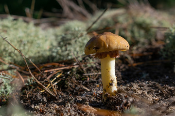 Wild mushrooms in forest