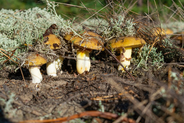Wild mushrooms in forest