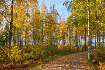 Path in autumn forest with a blue sky and lake on a background.     