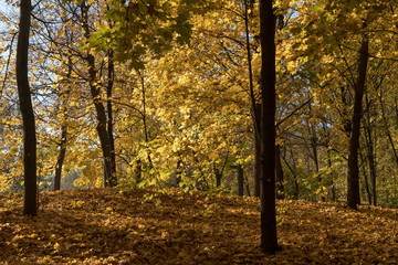 Золотая осень в старинном  парке.