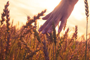 hands and wheat