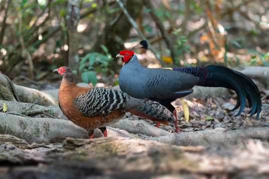 Pair of siamese fireback pheasant..Beautiful pheasant male in grayish blue feathers and female in breeding period standing side by side in tropical forest,side view selected focused ..