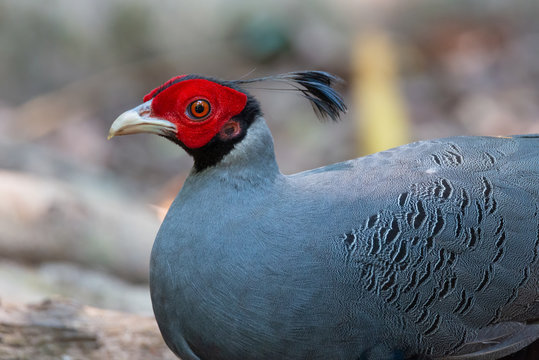 Siamese fireback pheasant male ..Portrait of beautiful pheasant with red mask and long cockscomp standing by a pond in tropical forest ,side view. .