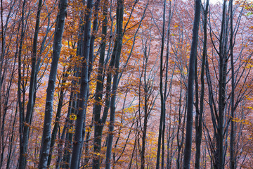 Natural background.Beautiful autumnal forest.