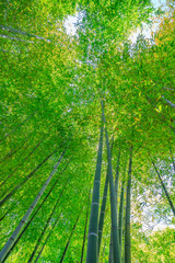 Obraz na płótnie Canvas Forest of bamboo in Hase-dera Temple or Hase-kannon in Kamakura, Japan. Green bamboo background. Meditative and buddhism concept. Vertical shot.