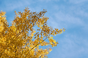 Branch of golden leaves against a blue sky. Copy space.