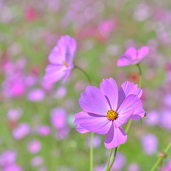 コスモスの花