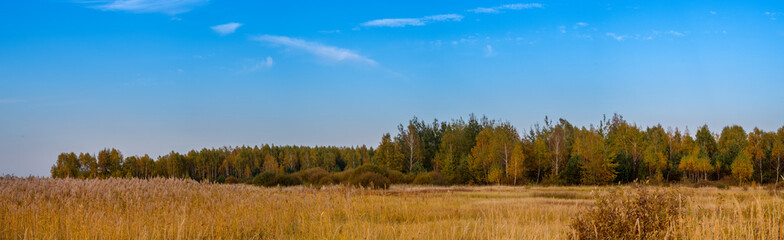 A forest glade bathed in the light of the setting sun.