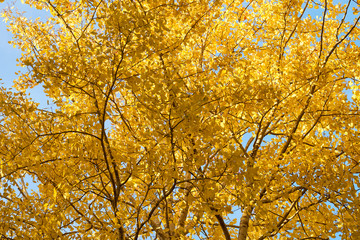 Yellow autumn leaves texture/background.