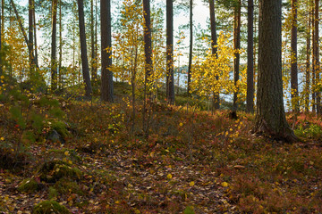                               Autumn forest with a lake on a background. Natural texture. 