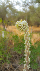 A closeup image of the foxtail lily (Eremurus) plant.