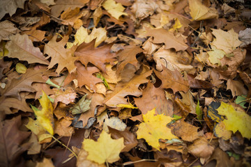 Beautiful autumn in the park