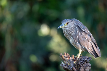 night heron