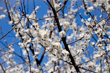 flowers in spring