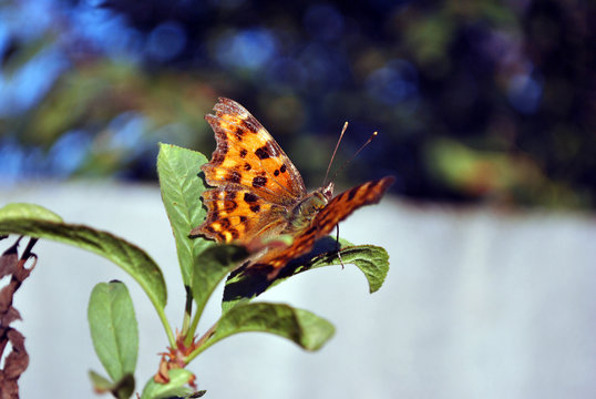 Aglais butterfly sitting on green leaf, soft blurry background