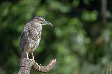 night heron