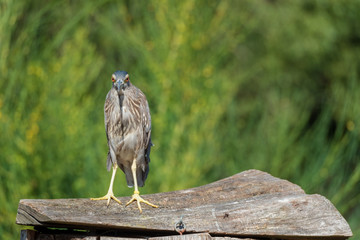 night heron