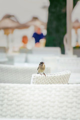 Close up of speckled gray sparrow on a white chair