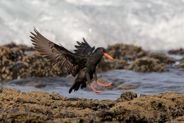 Bird landing on the rocks in the sea