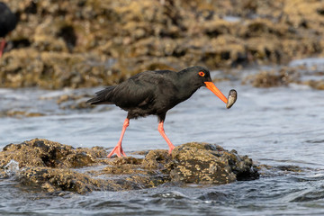 African black oystercatcher on the rocks with a mussel in its mouth