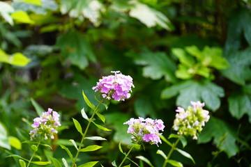 クサキョウチクトウ