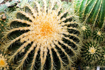 cactus head texture background