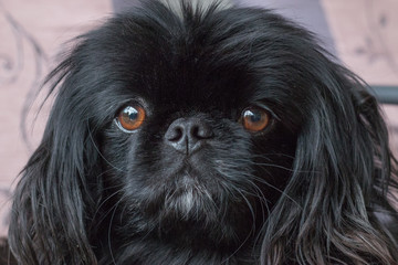 Portrait of a black pekingese dog looking at camera