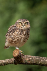 Burrowing owl