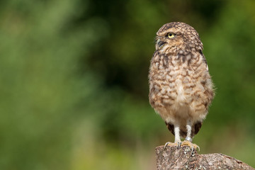 Burrowing owl