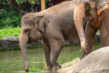 Fototapeta premium Elephant entering into the water