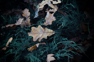 Mystic forest (autumn oak leaves on a dark green background)