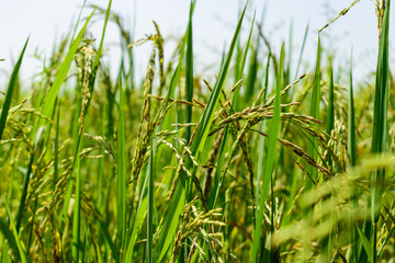 Rice-Cereal Plant