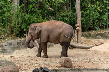 Naklejka premium Elephant 