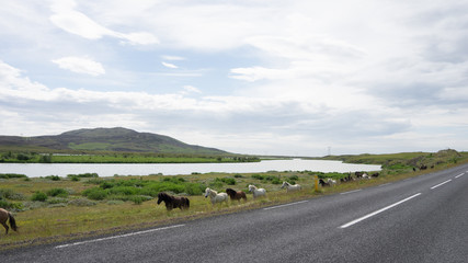 Island-Pferde beim Ausritt in grüner Landschaft im Süden Islands