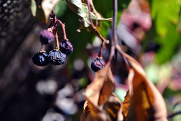 Wild dry branches  of grapes with  wrinkled berries and leaves on old wooden fence