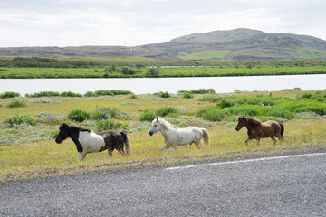 Island-Pferde beim Ausritt in grüner Landschaft im Süden Islands