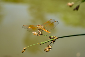 Dragon fly