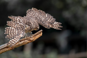 Burrowing owl