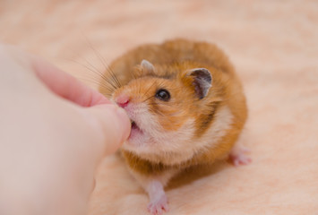 Funny greedy Syrian hamster taking food from a human hand (on a light beige background), shallow DOF, selective focus on the hamster eyes
