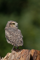 Burrowing owl