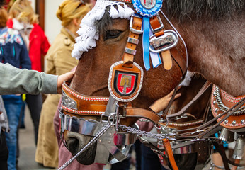 Horse decorated head closeup, Oktoberfest, Munich, Germany
