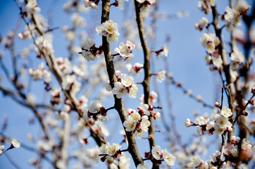 flowers in spring