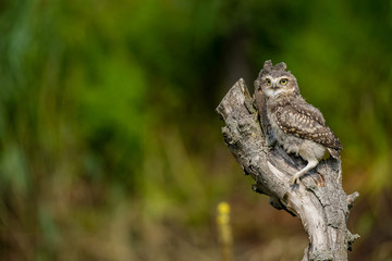 Burrowing owl