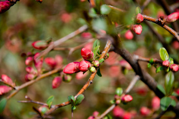 Obraz premium red flowers