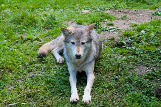 Wolf lying