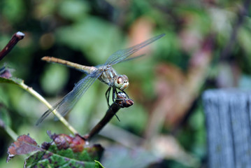The yellow-winged darter (Sympetrum flaveolum) sitting on twig, blurry green leaves background