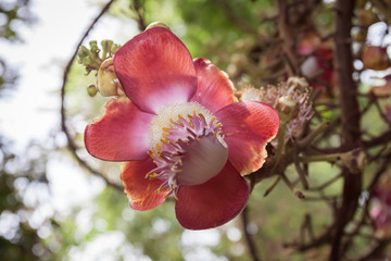 Barbados Tropical Orchid Flower