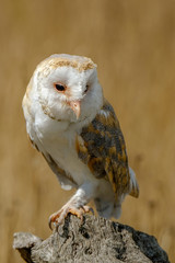 Barn owl in dried field