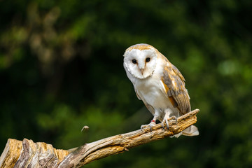 Barn owl in dried field