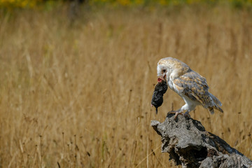 Barn owl in dried field